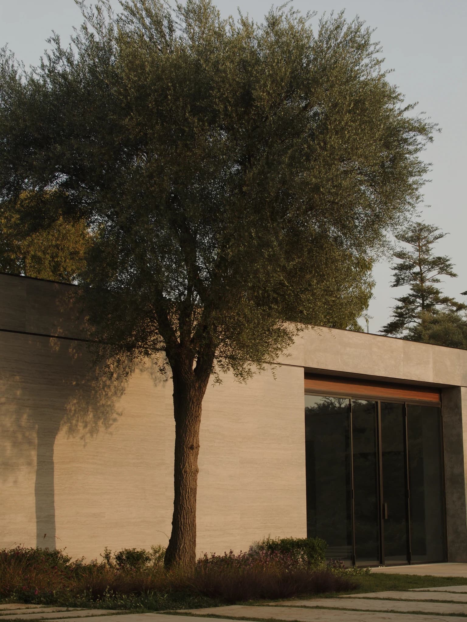 A single mature olive tree standing against a broad plain travertine wall, its shadow thrown long and graphic across the stone.